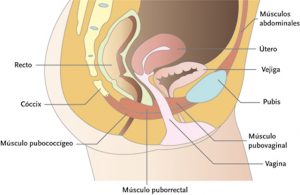 musculatura suelo pelvico