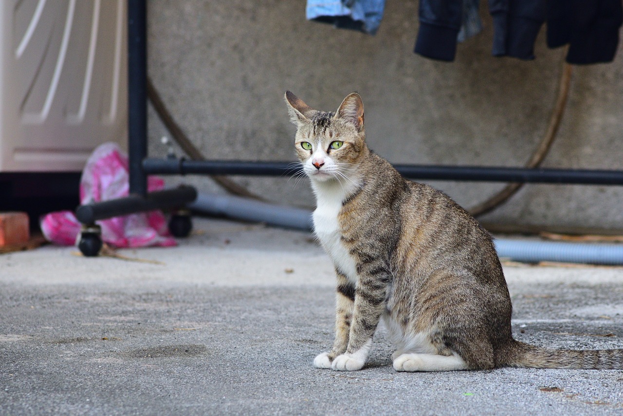 Cómo trabajar la postura del gato para mejorar la salud