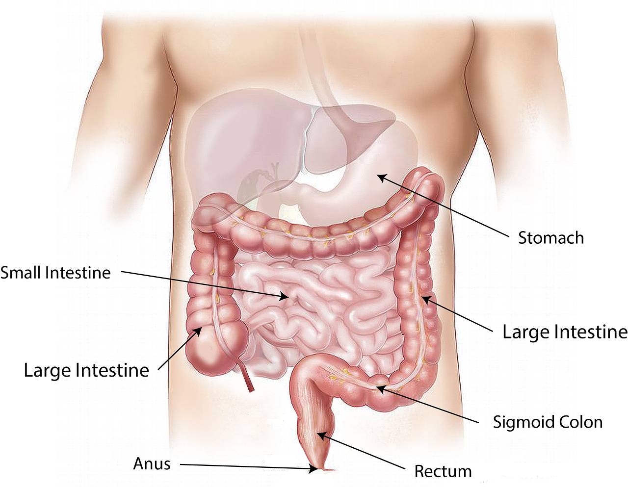 ¿Cuál es la Medida Normal del Abdomen?