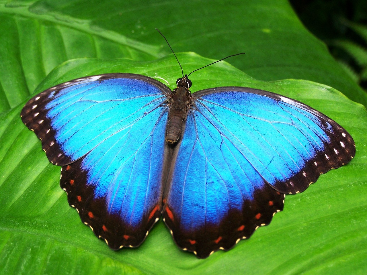 Cómo Realizar la Posición de la Mariposa Eficazmente