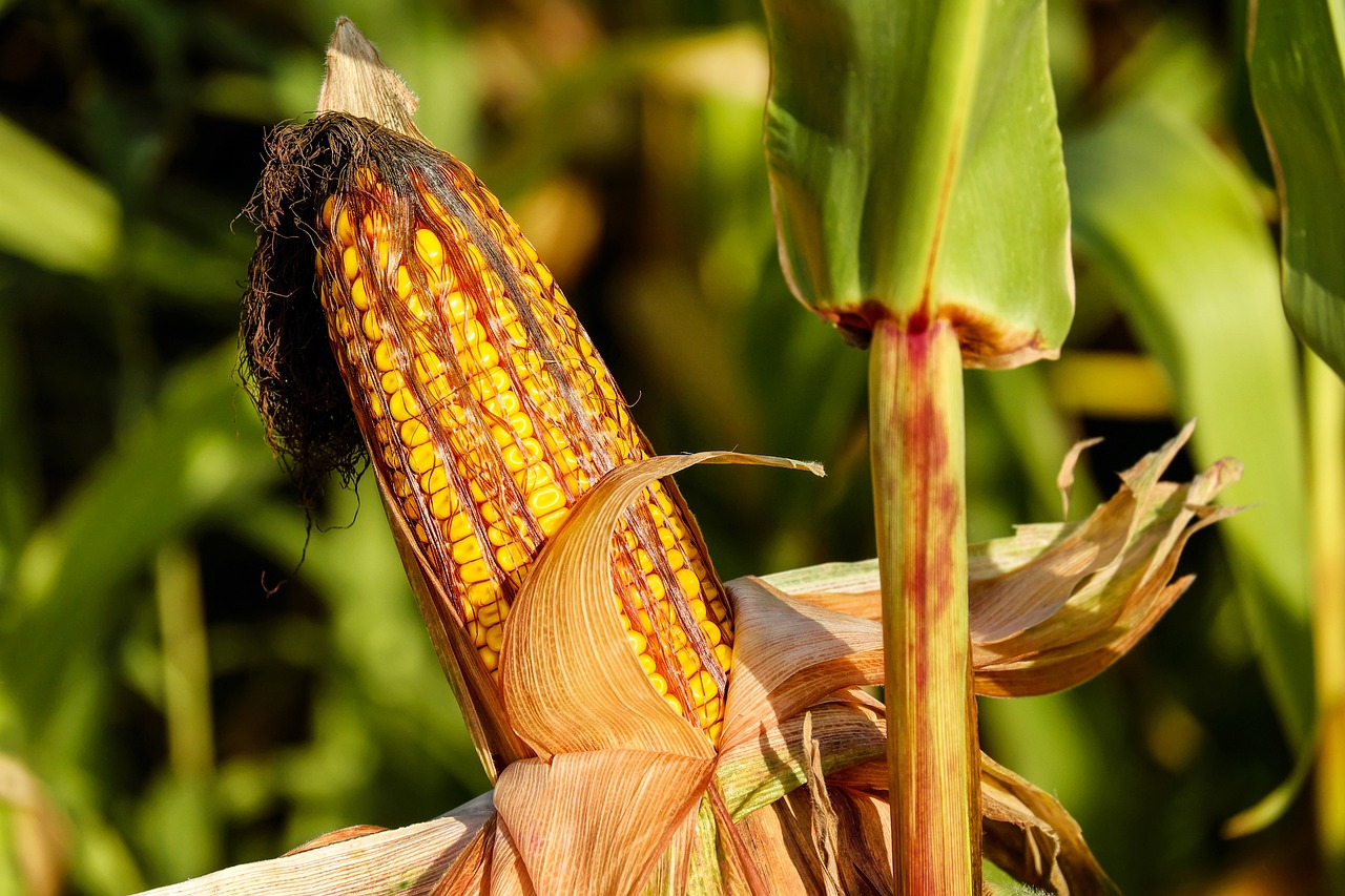 ¿Cuáles son los beneficios de la salud de comer maíz?
