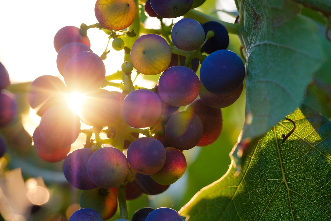 ¡Descubre los Beneficios de Practicar el Saludo al Sol!