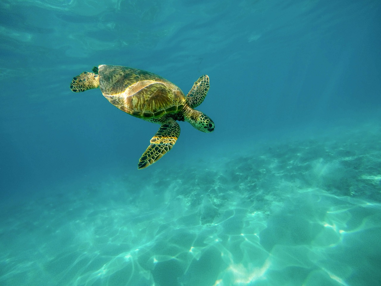 La posición de la tortuga: ¿Qué está pasando?