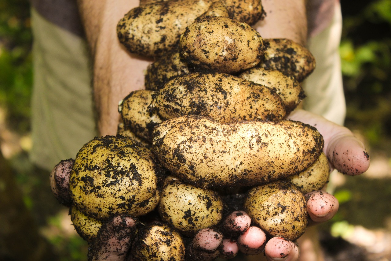 Los beneficios de consumir patatas