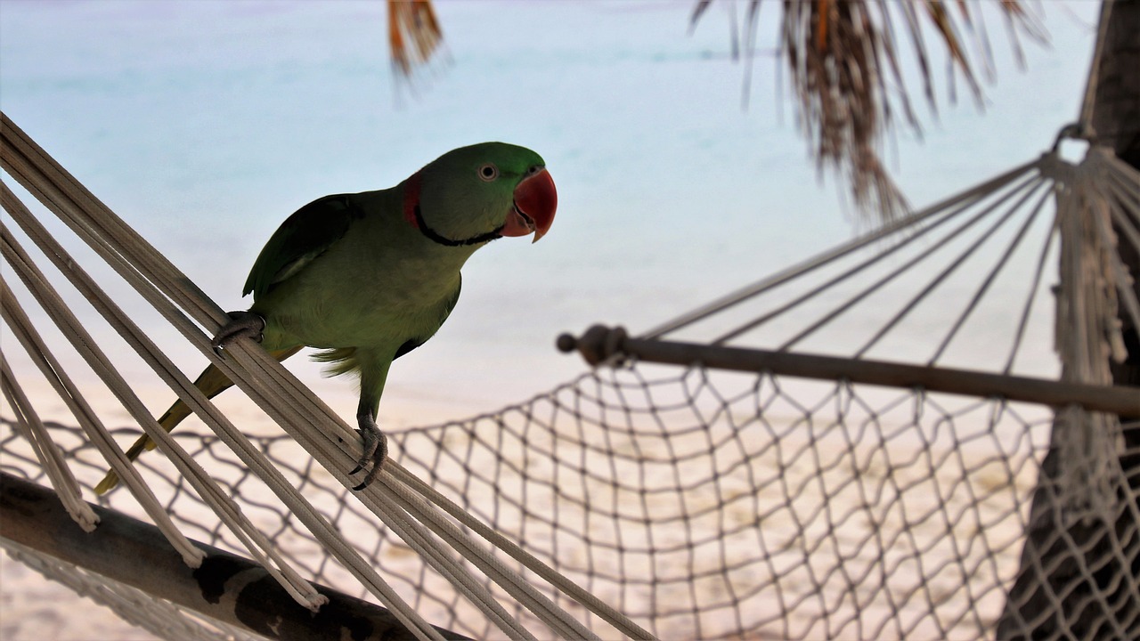 Cálculo del perfil calórico: ¿Cómo hacerlo?