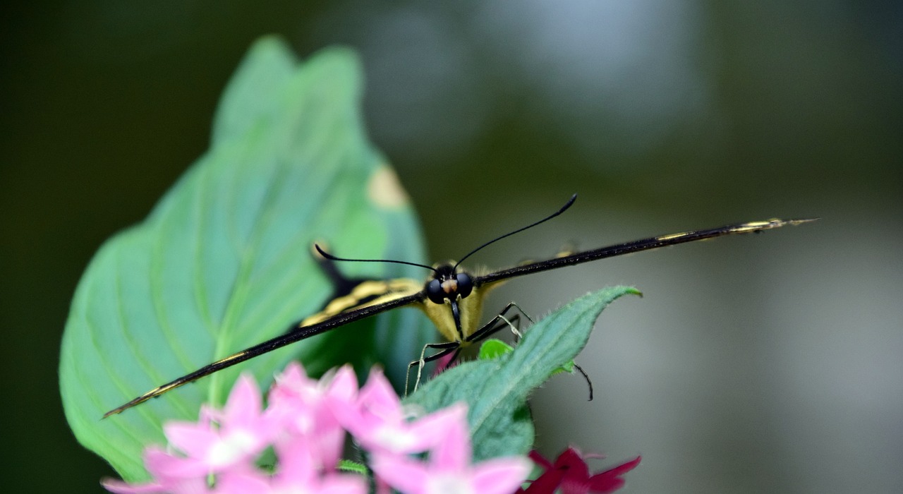 Consejos para hacer la Posición Mariposa