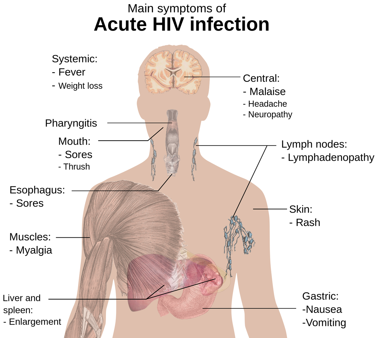 Ejercicios de torso: ¿Cuáles son los mejores?