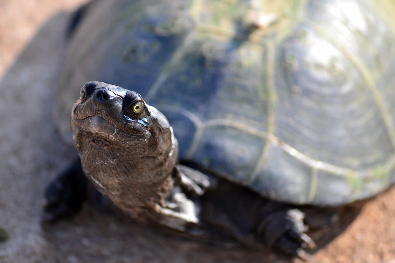 ¿Cómo afecta la posición de la tortuga a su movilidad?