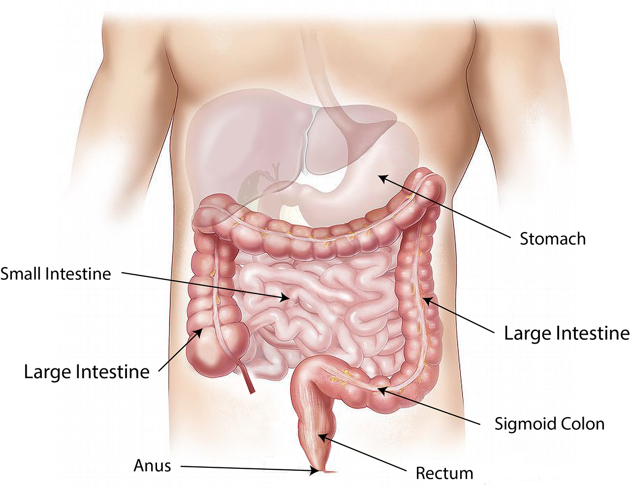 ¿Cómo tratar los cuadritos en el abdomen?