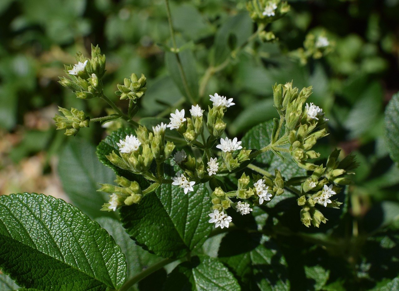 ¿Cuáles son los riesgos de consumir stevia?