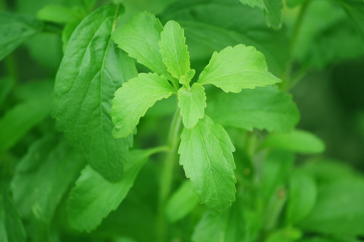 Los beneficios de consumir stevia: una guía para la salud
