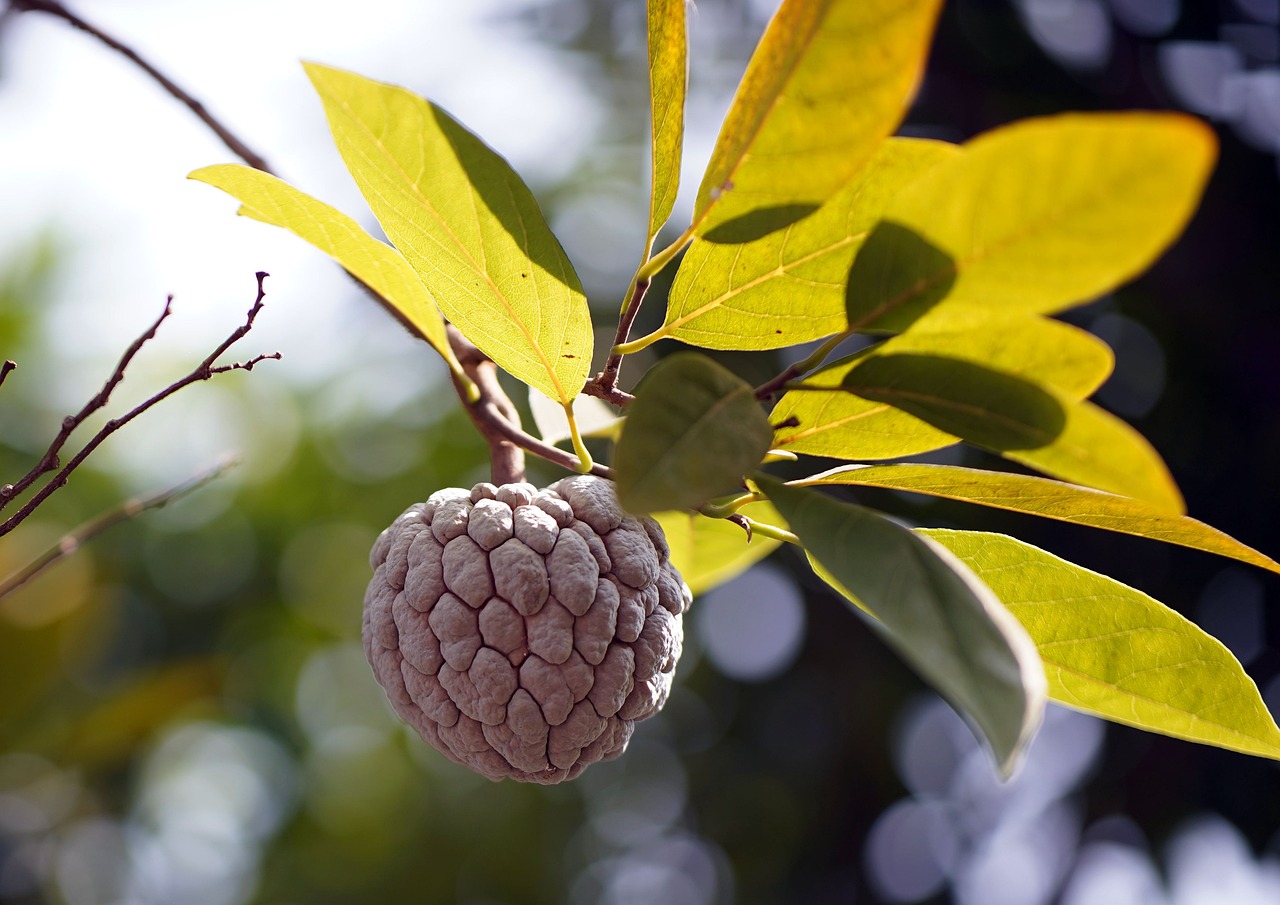 Los Beneficios de la Chirimoya: ¿Qué nos ofrece esta fruta?
