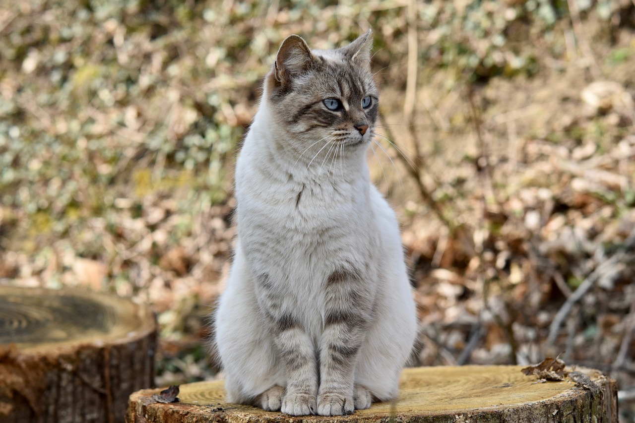 Los Beneficios de la Postura del Gato