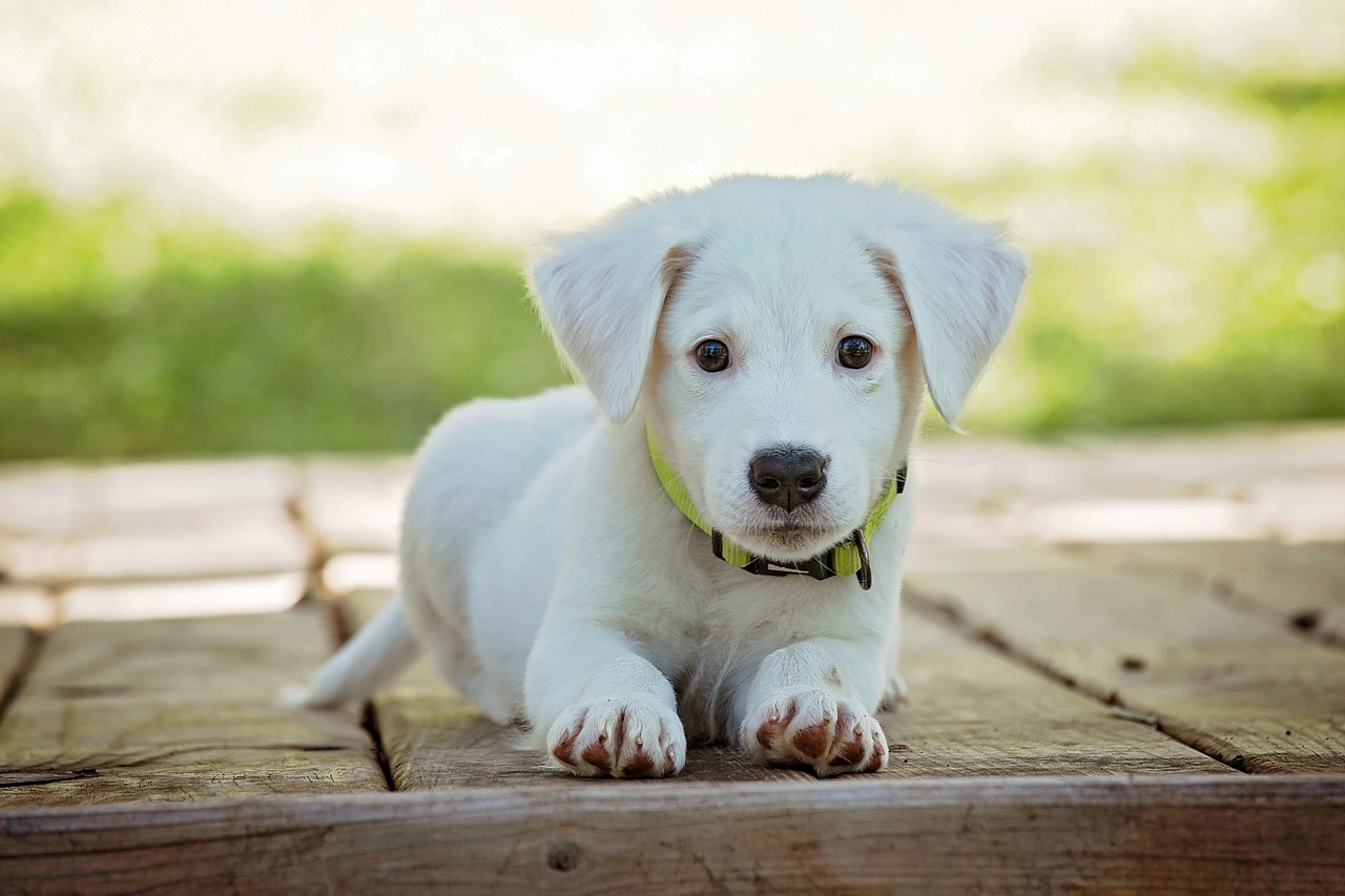 Los Beneficios de la Postura del Perro: Explorando sus Ventajas