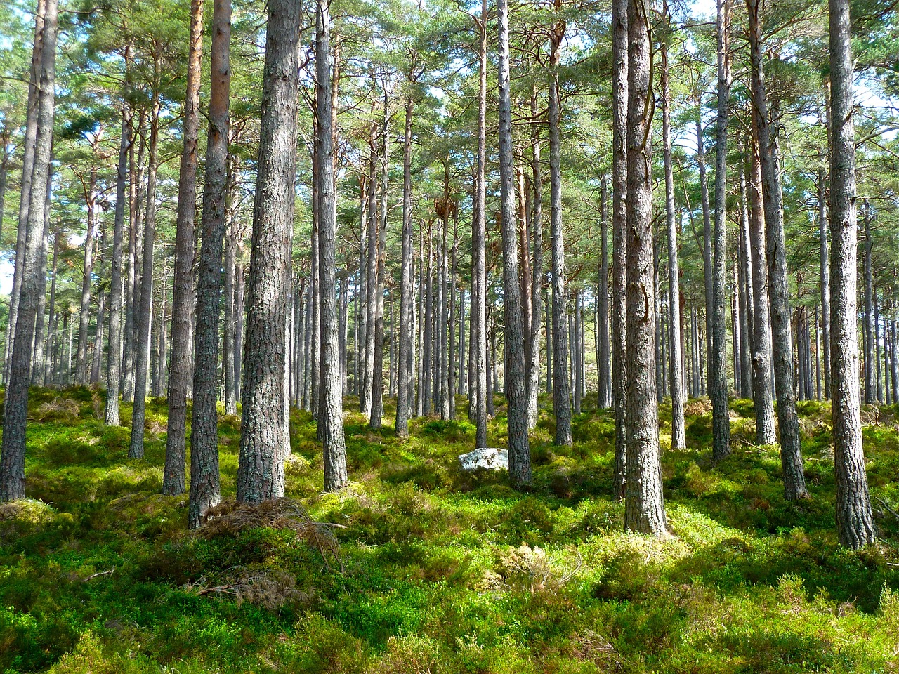 Los Efectos del Óxido Nítrico en el Medio Ambiente