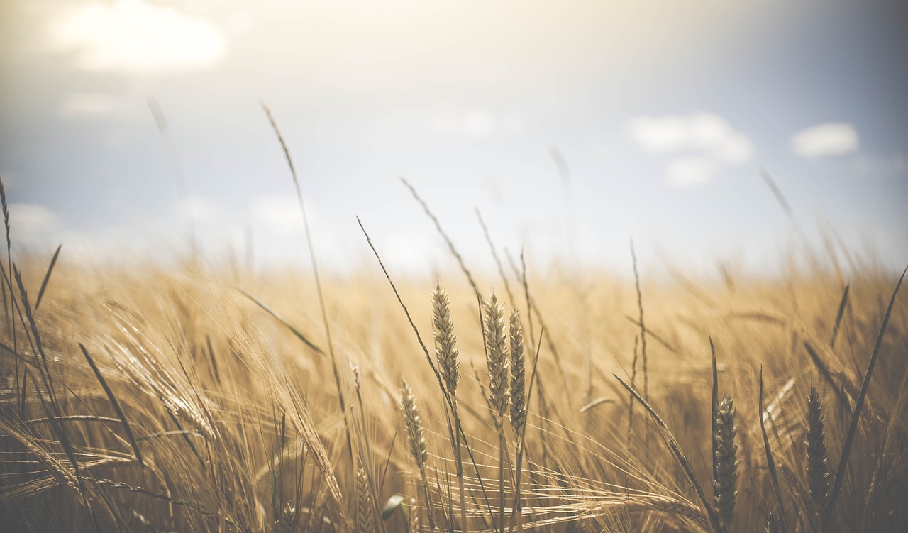 ¿Cómo Aliviar las Agujetas con los Alimentos Adecuados?