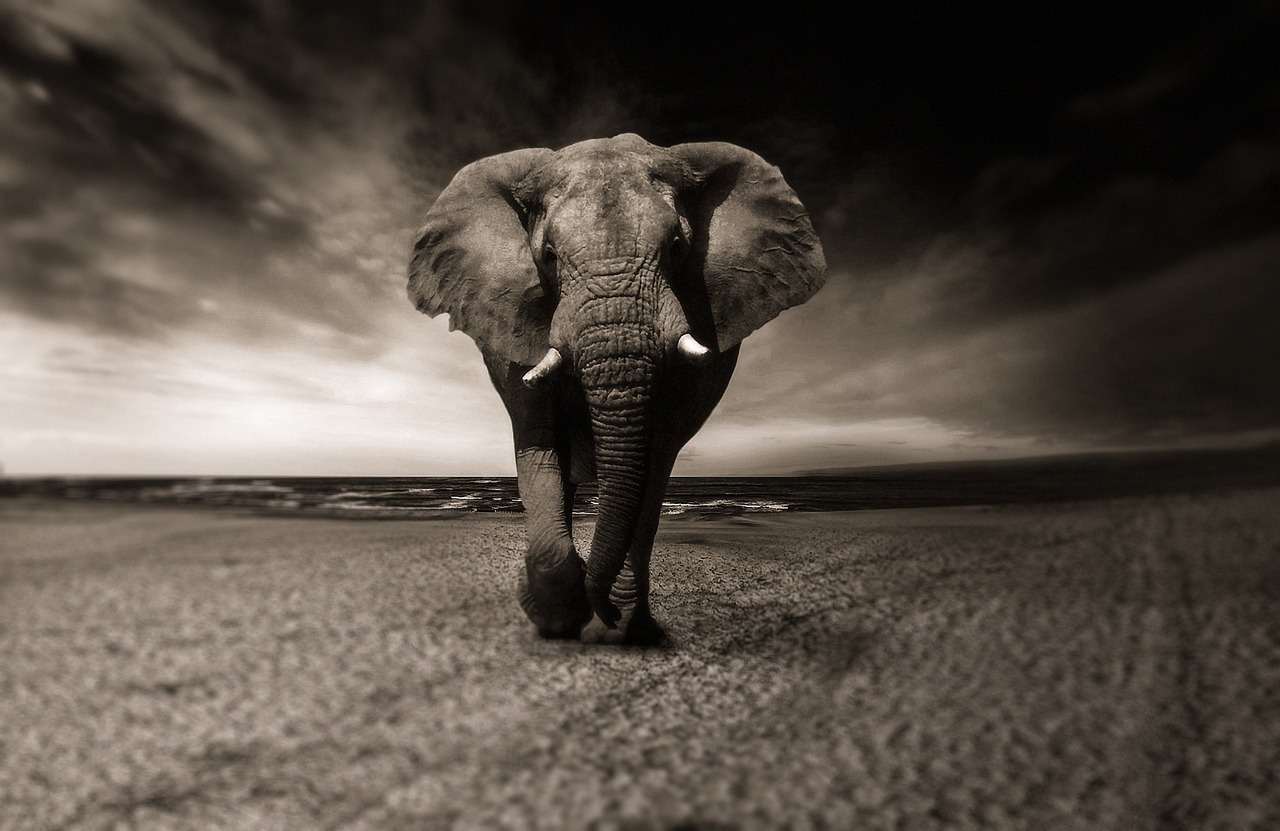 ¿Cómo interpretar el significado de un elefante de espalda?