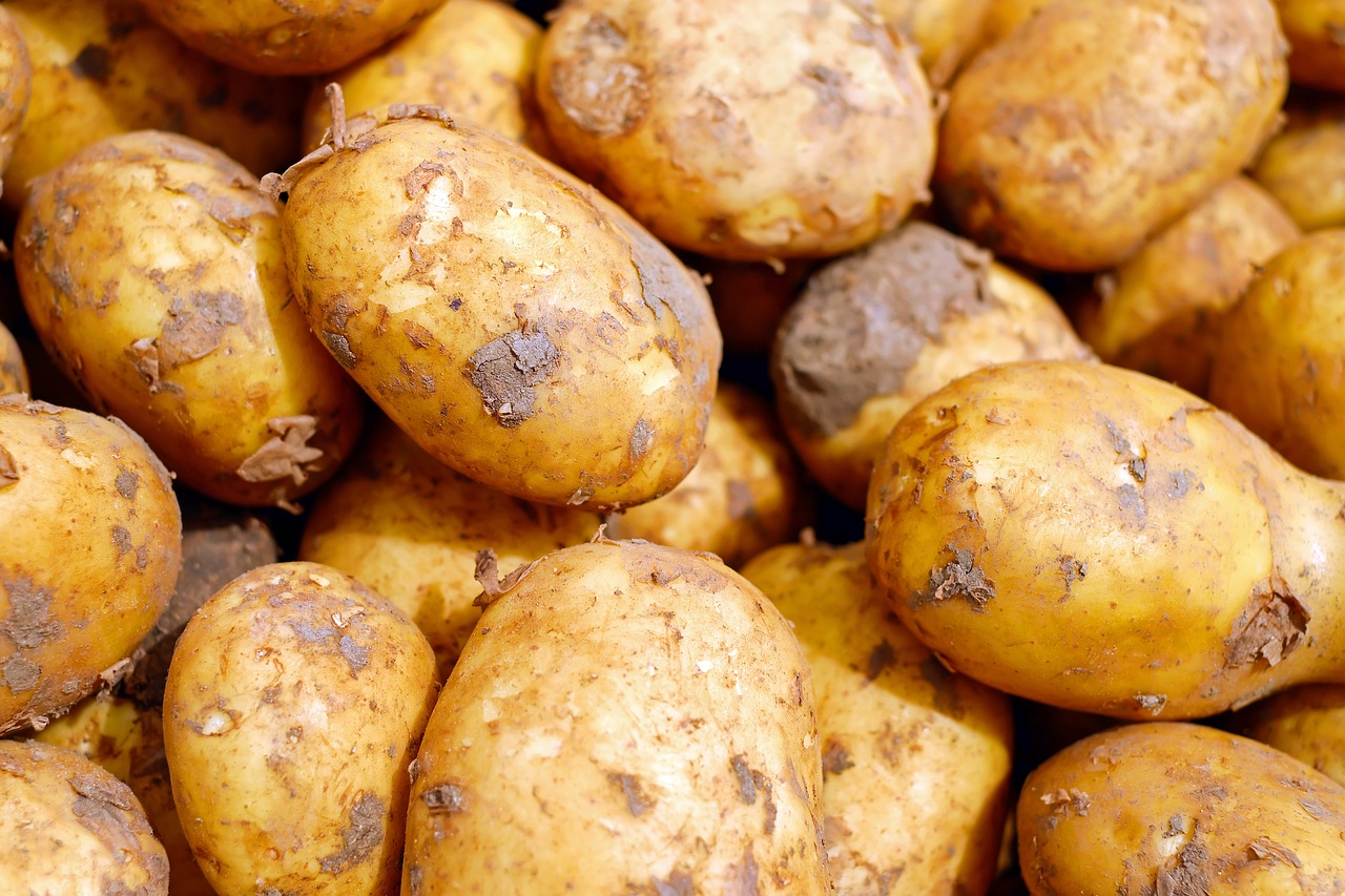 ¿Cómo plantar patatas en 2023?