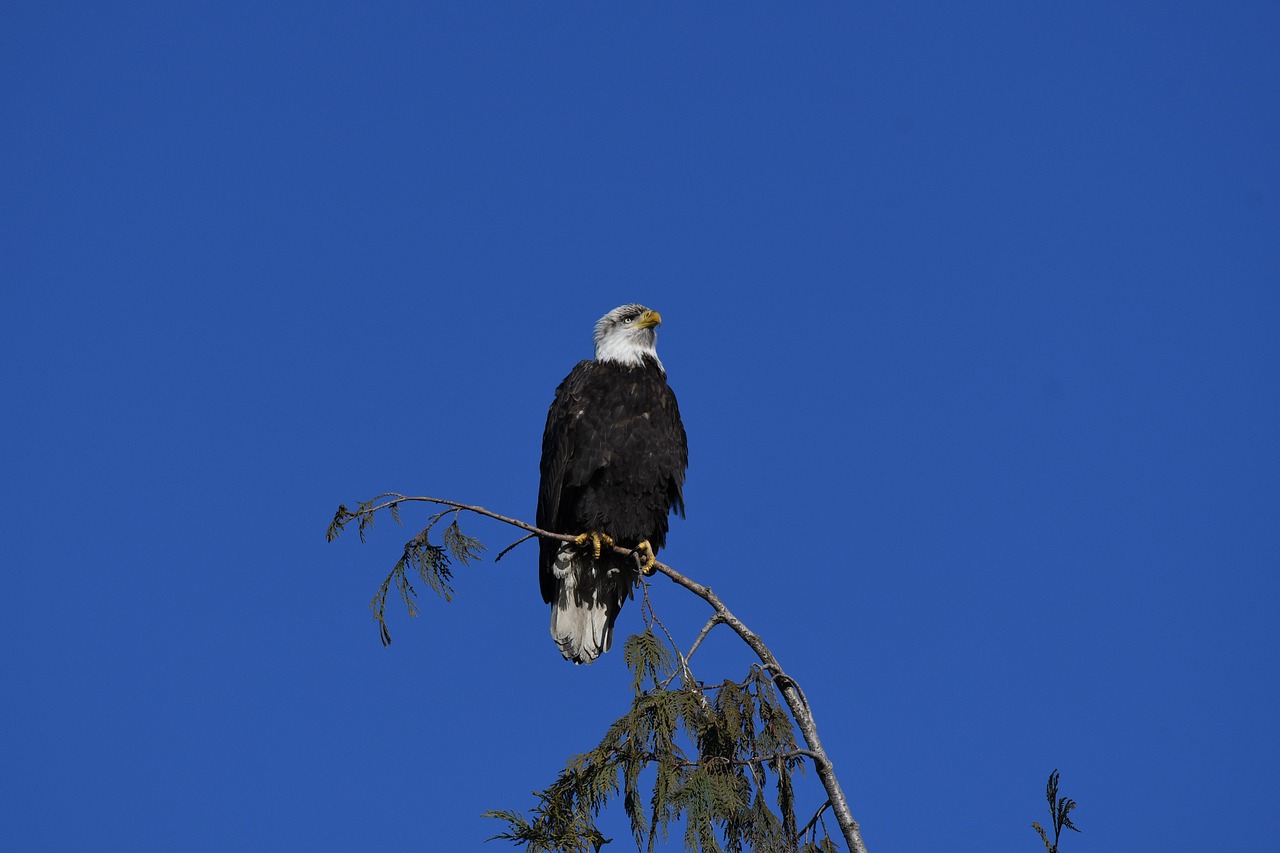 Cómo realizar la pose del Águila