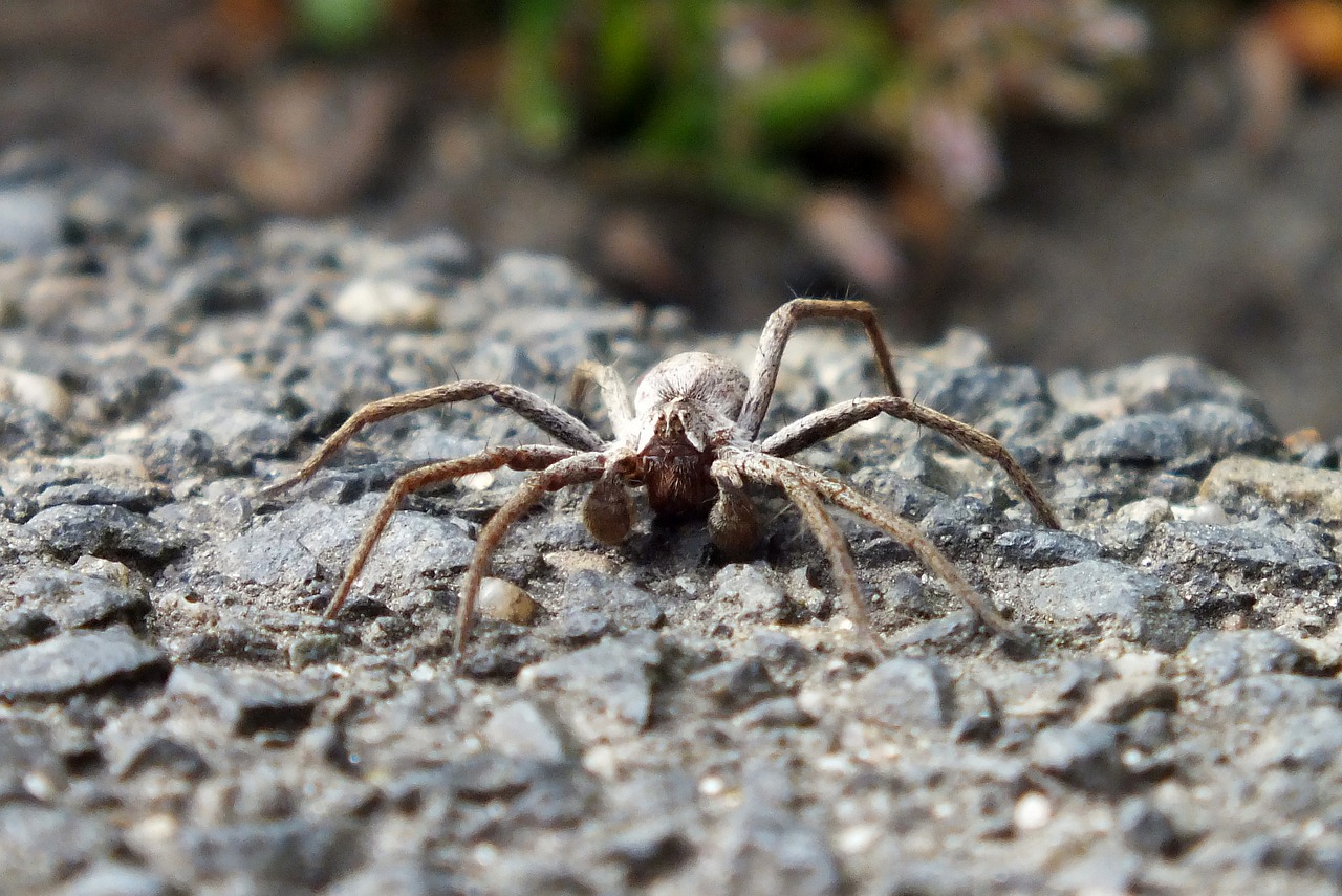 Descubriendo el trabajo de Curl Spider