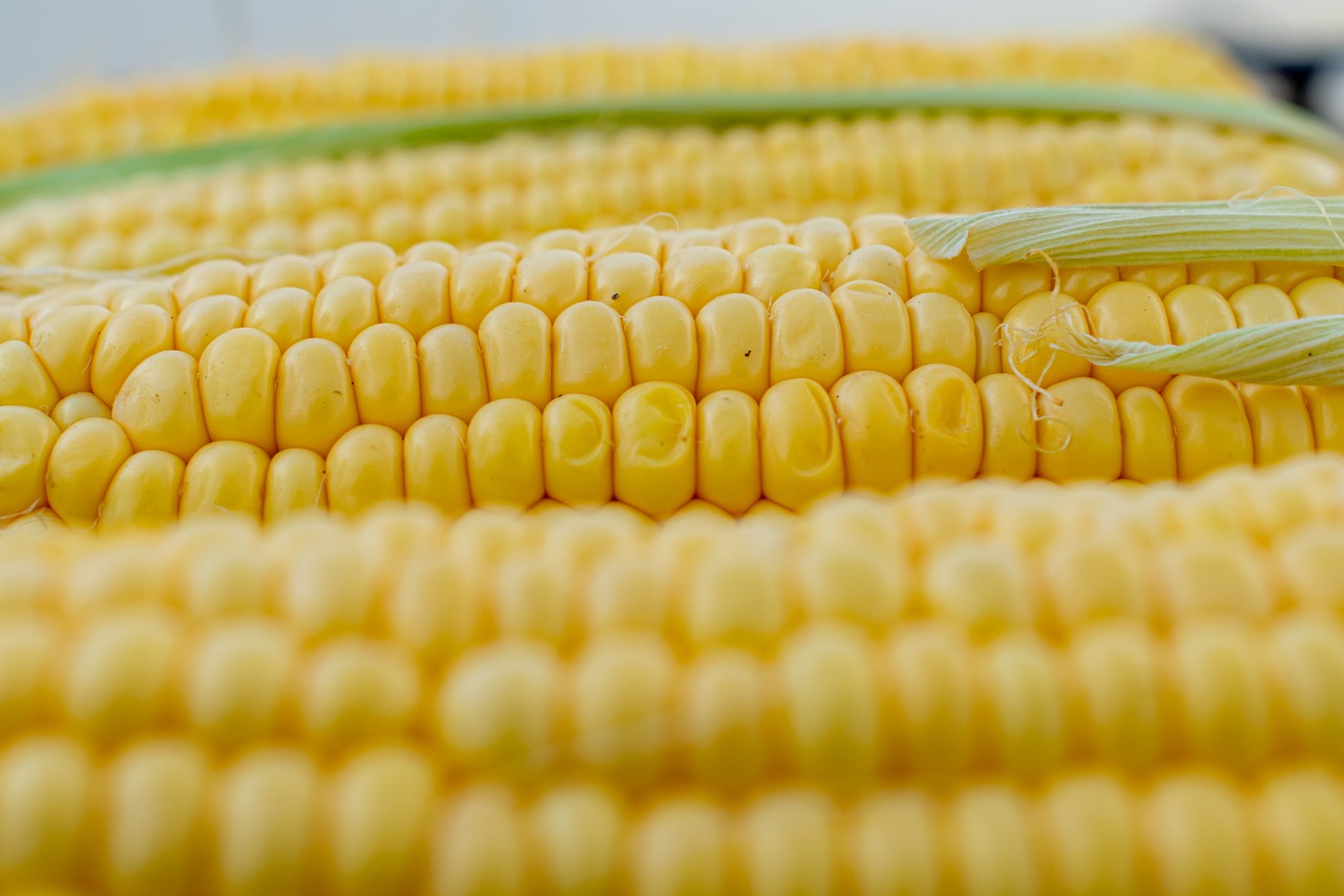Los beneficios de comer maíz: ¿Qué hay detrás de este alimento?