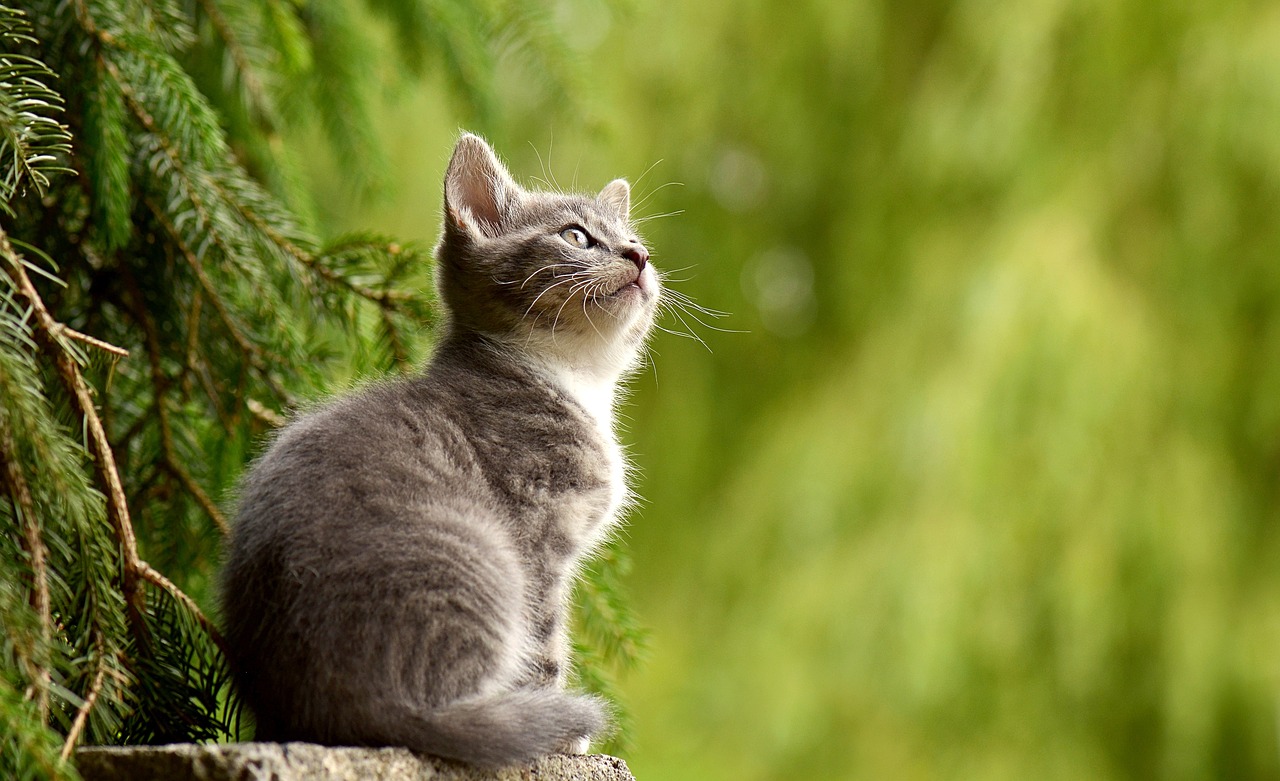 ¿Por qué los gatos se estiran? Explorando los significados detrás de este comportamiento