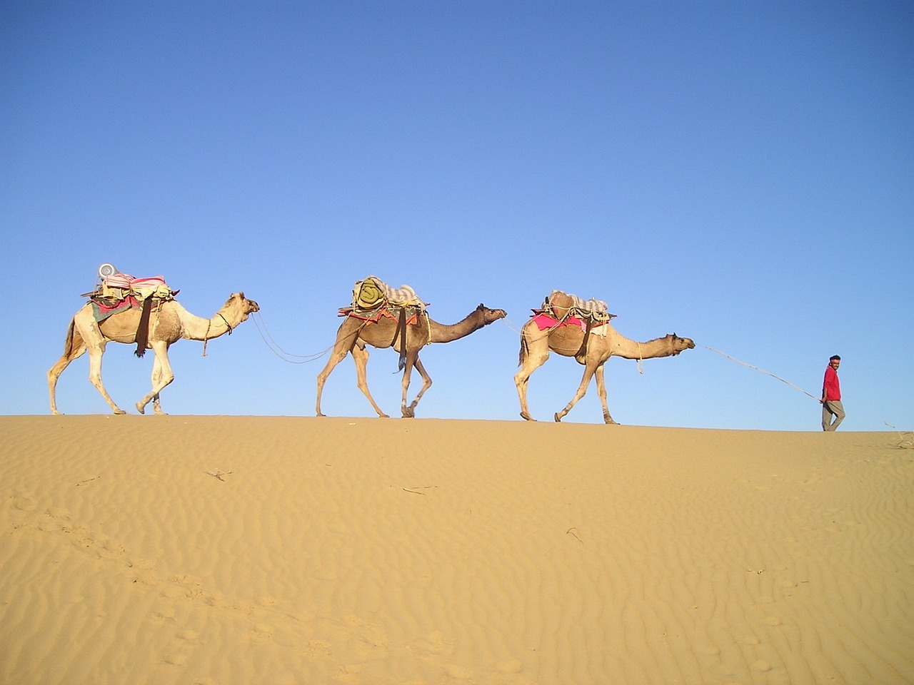 ¿Qué alimento prefieren los camellos?