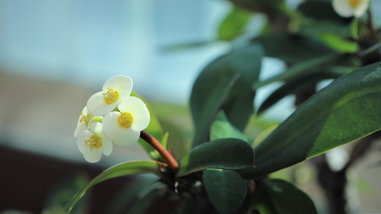 ¿Cómo beneficia la postura del árbol al cuerpo y la mente?