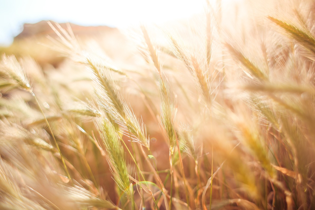 ¿Cómo identificar alimentos con carbohidratos?