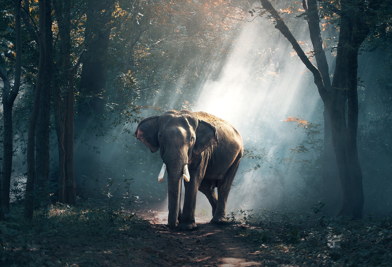 Cómo la postura del elefante Influye en su Estilo de Vida