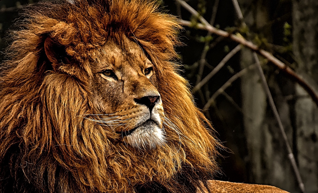 ¿Cómo se comporta el león?: Una mirada a su postura
