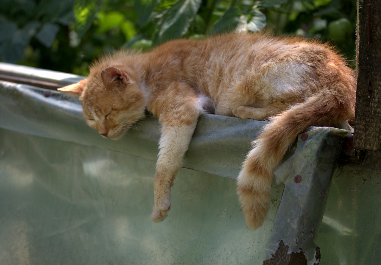 Descubre el secreto detrás del truco de la gata perezosa en la cama