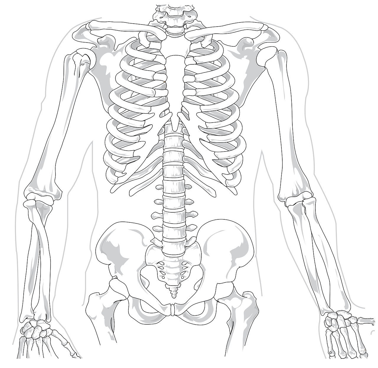 ¿Qué características tiene la columna vertebral de un gato?