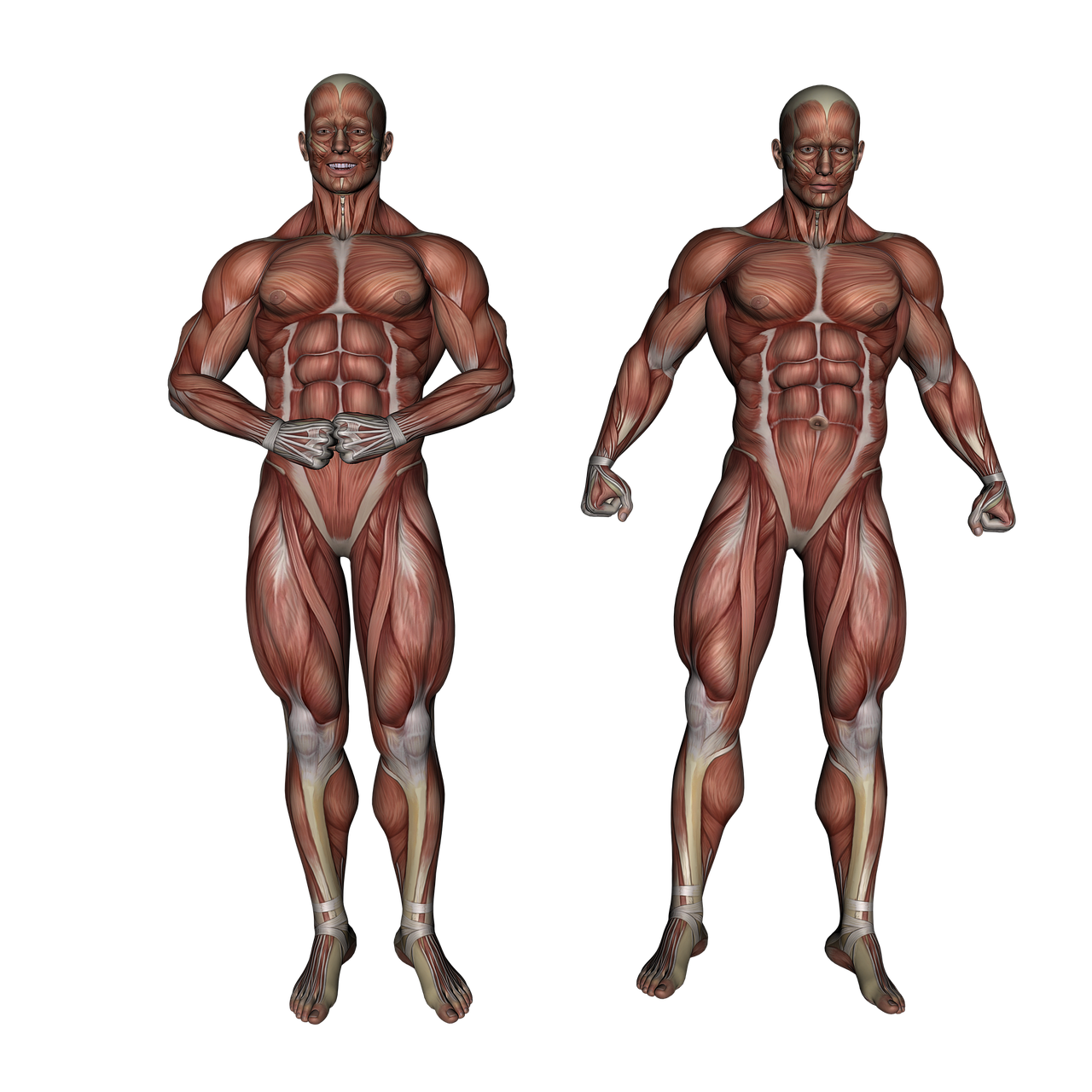 Cómo desarrollar los bíceps sin equipamiento de pesas