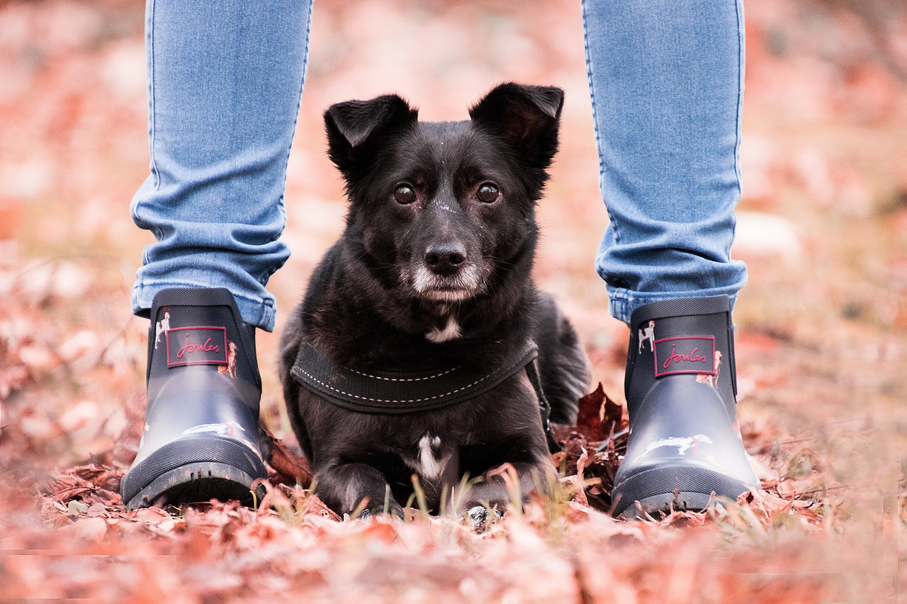 ¿Cómo entender el significado de Perro de Pierna?