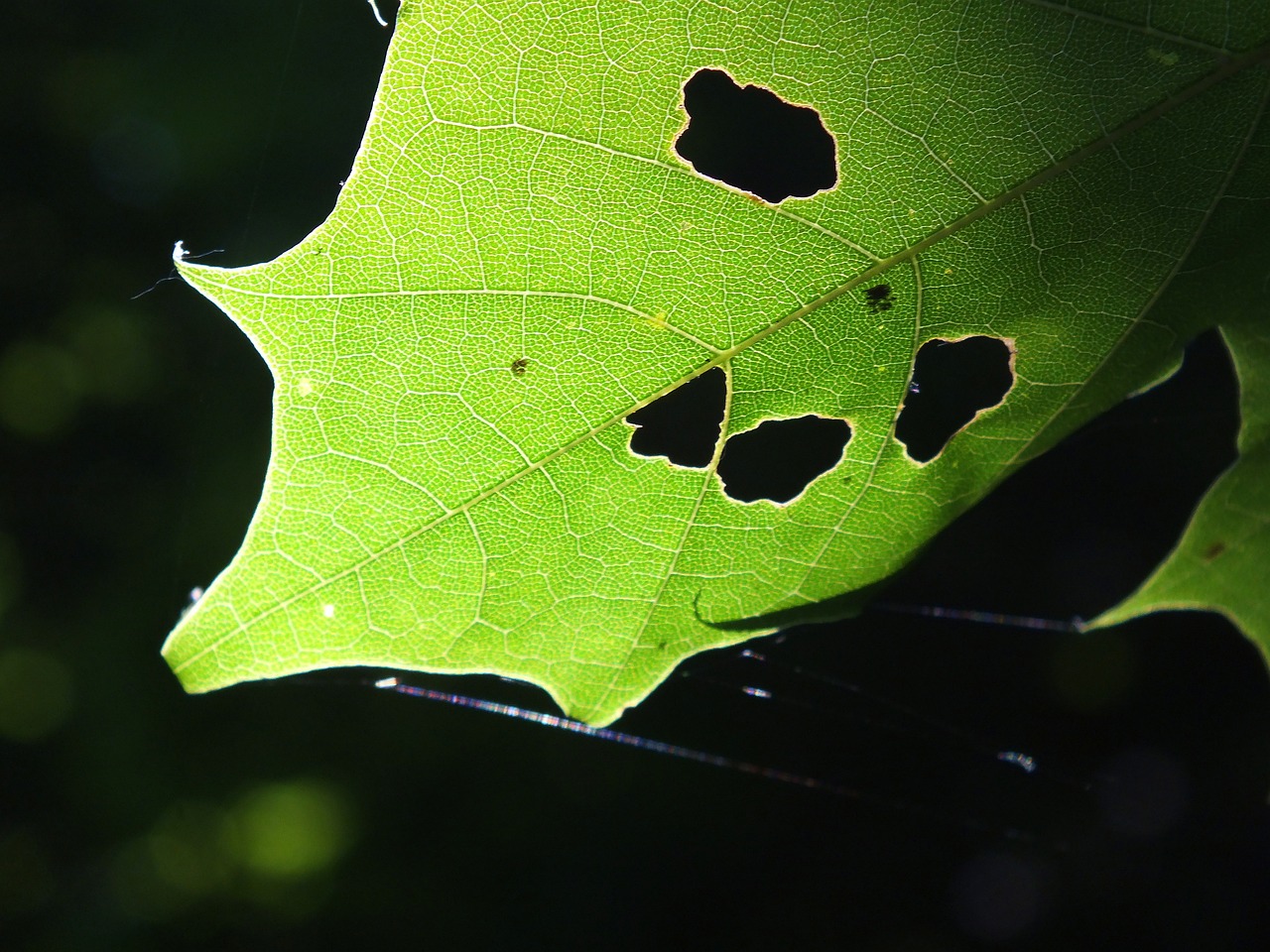 Descubre Cuánto Tiempo Dura la Ventana Metabólica